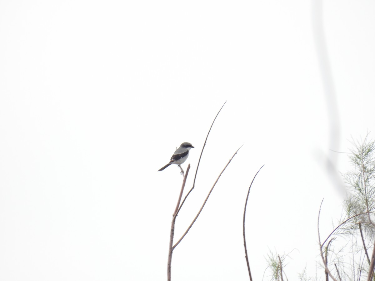 Loggerhead Shrike - ML623773373