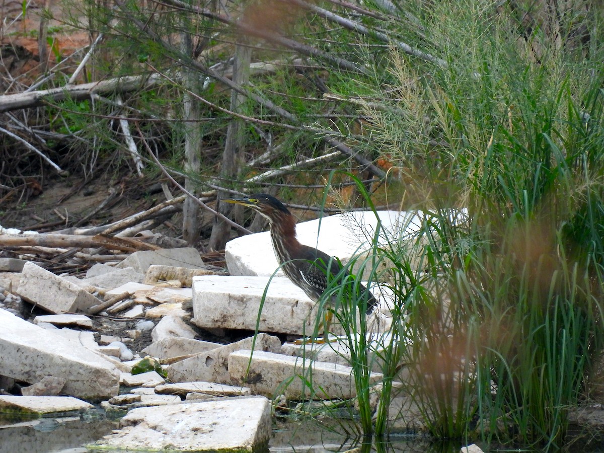 Green Heron - ML623773387