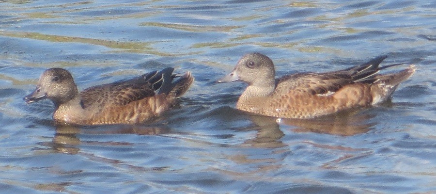 American Wigeon - ML623773450