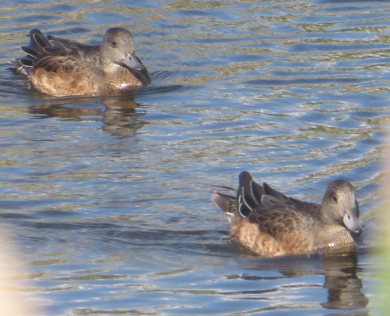 American Wigeon - ML623773451