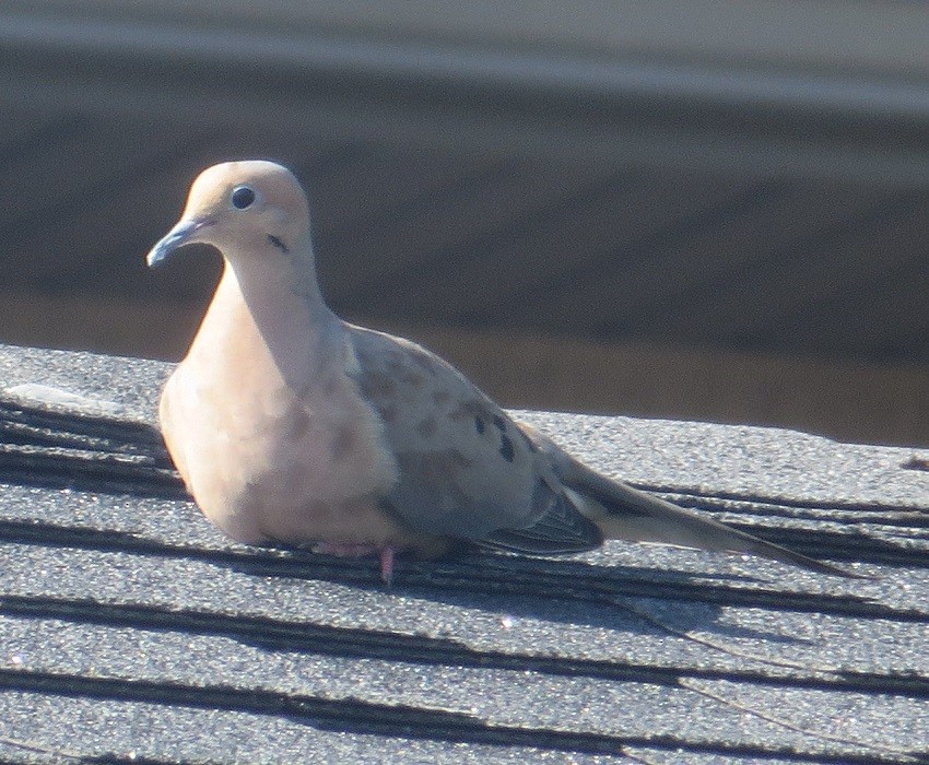 Mourning Dove - ML623773460