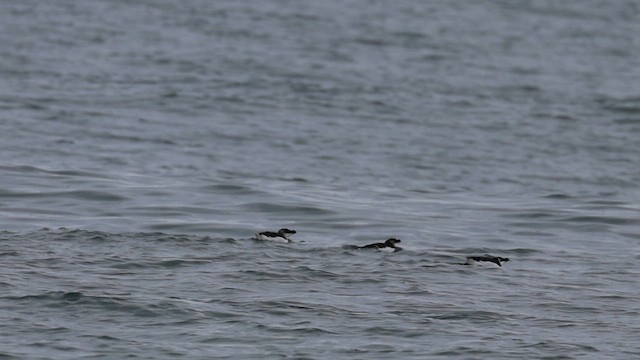 Razorbill - ML623773489