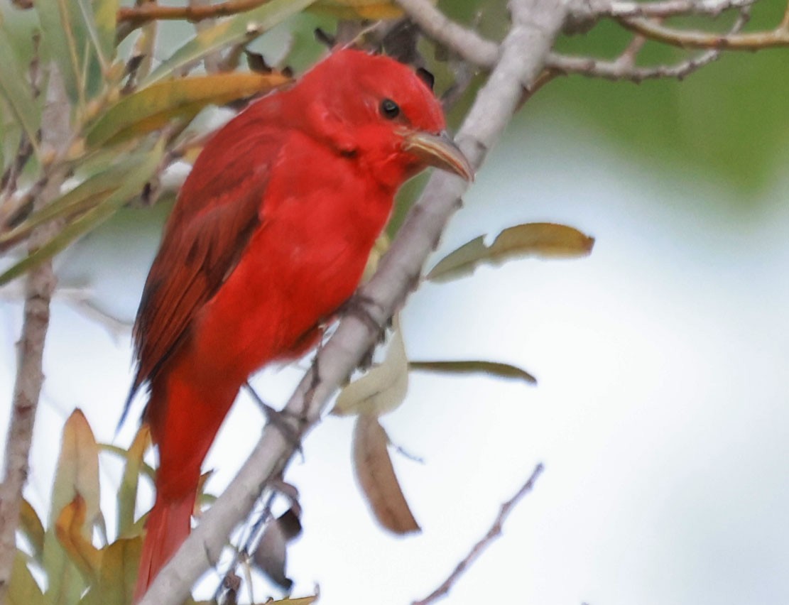 Summer Tanager - George Nothhelfer