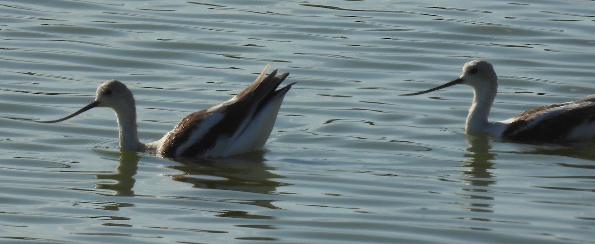 American Avocet - ML623773509