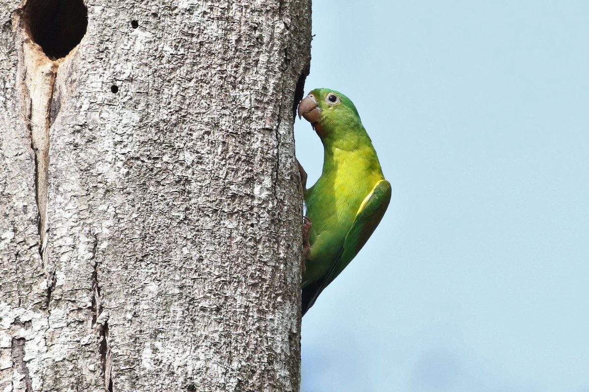 Orange-chinned Parakeet - John and Milena Beer