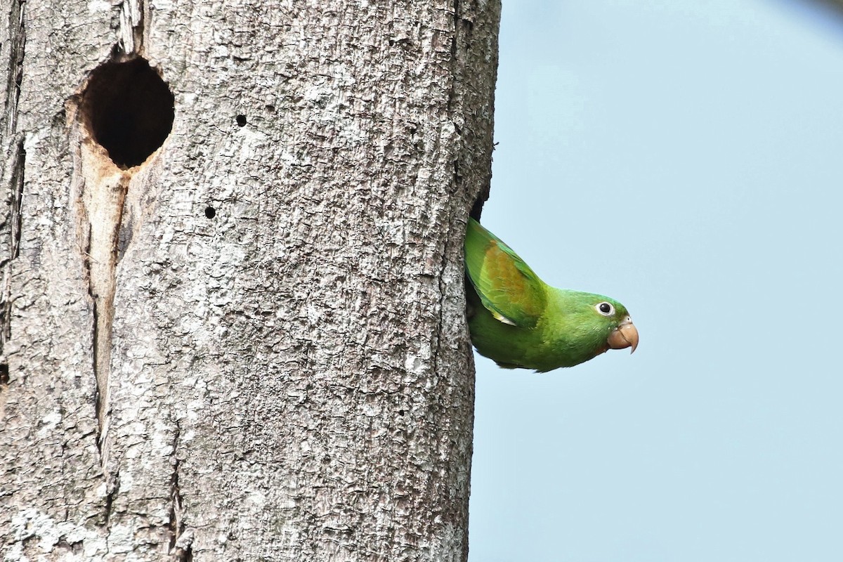 Orange-chinned Parakeet - John and Milena Beer