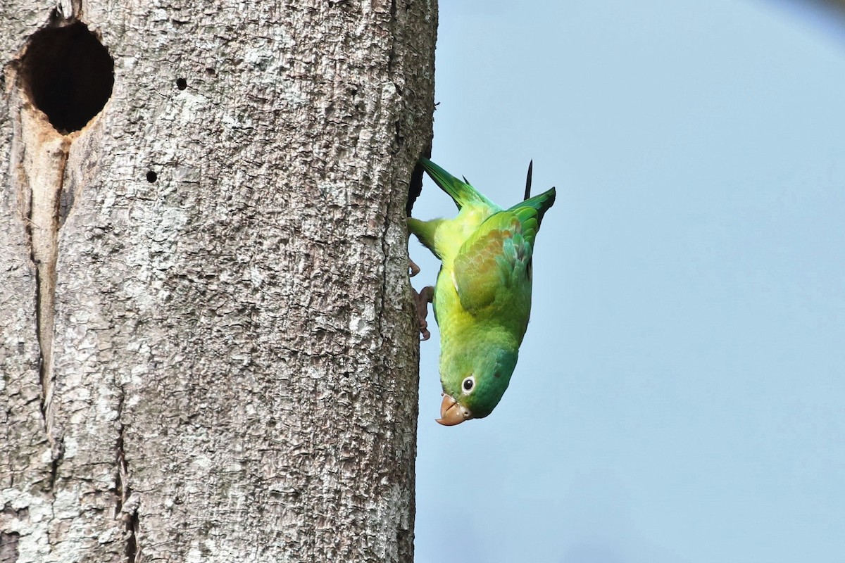 Orange-chinned Parakeet - John and Milena Beer