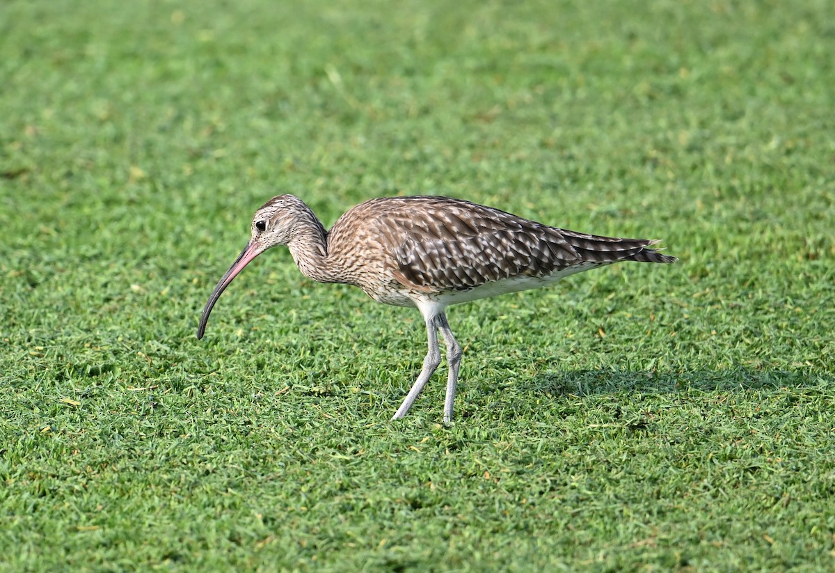 Chiurlo piccolo (phaeopus) - ML623773525