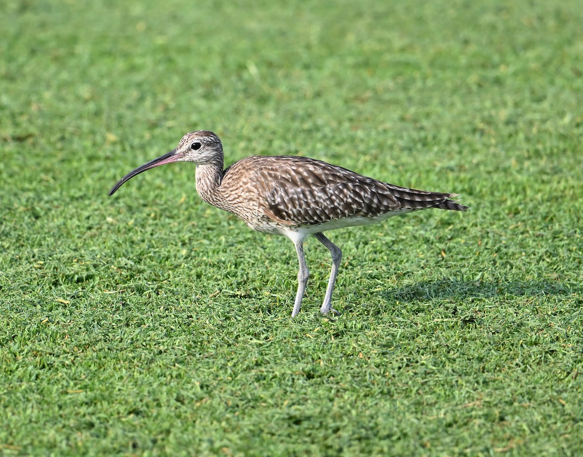 Chiurlo piccolo (phaeopus) - ML623773526