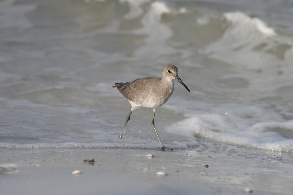 Willet - ML623773529