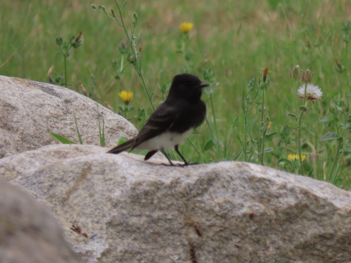 Black Phoebe - ML623773533