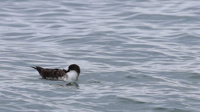 Great Shearwater - ML623773538