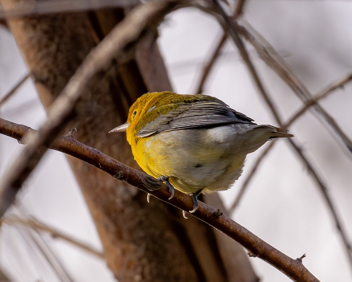 Prothonotary Warbler - ML623773570