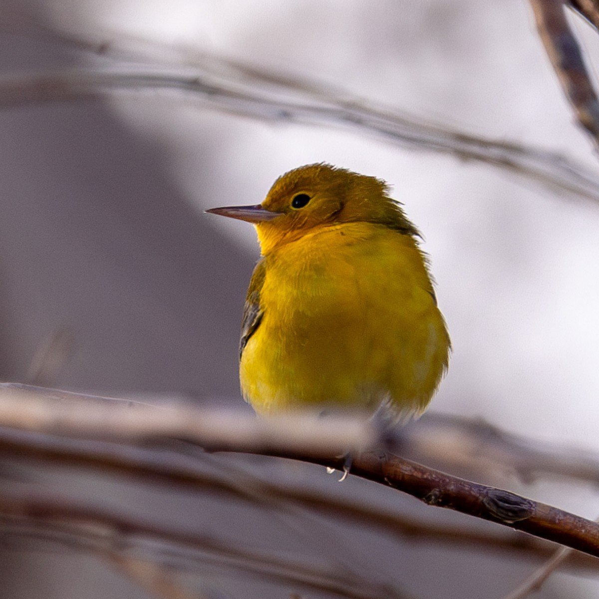 Prothonotary Warbler - ML623773578