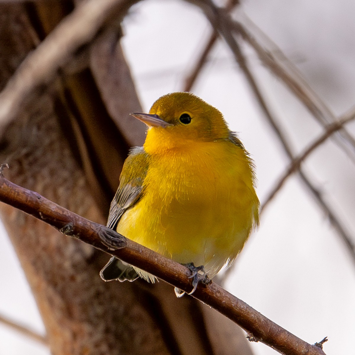 Prothonotary Warbler - ML623773582