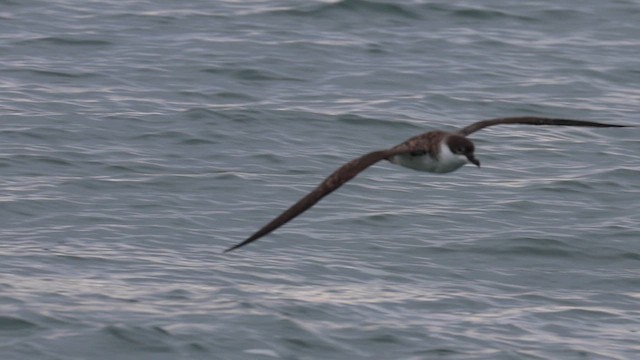 Great Shearwater - ML623773586