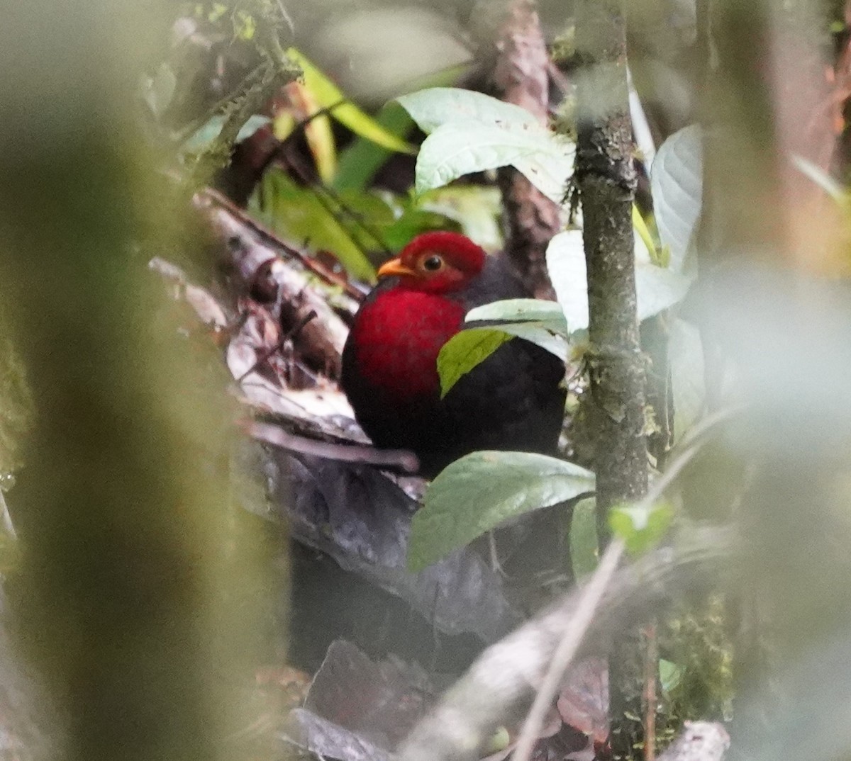 Crimson-headed Partridge - ML623773593