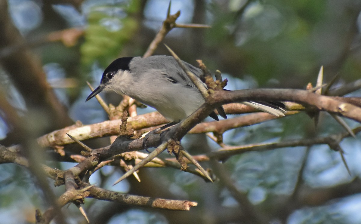 White-lored Gnatcatcher - ML623773598