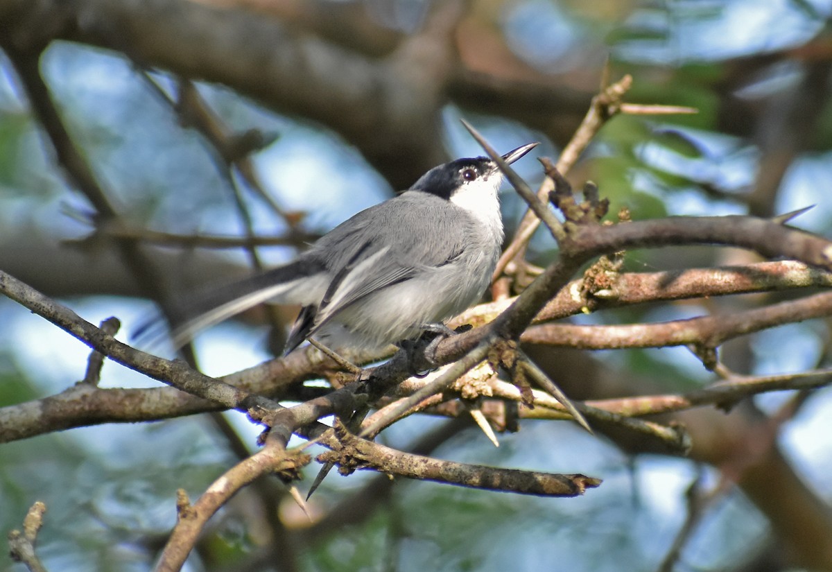 White-lored Gnatcatcher - ML623773599