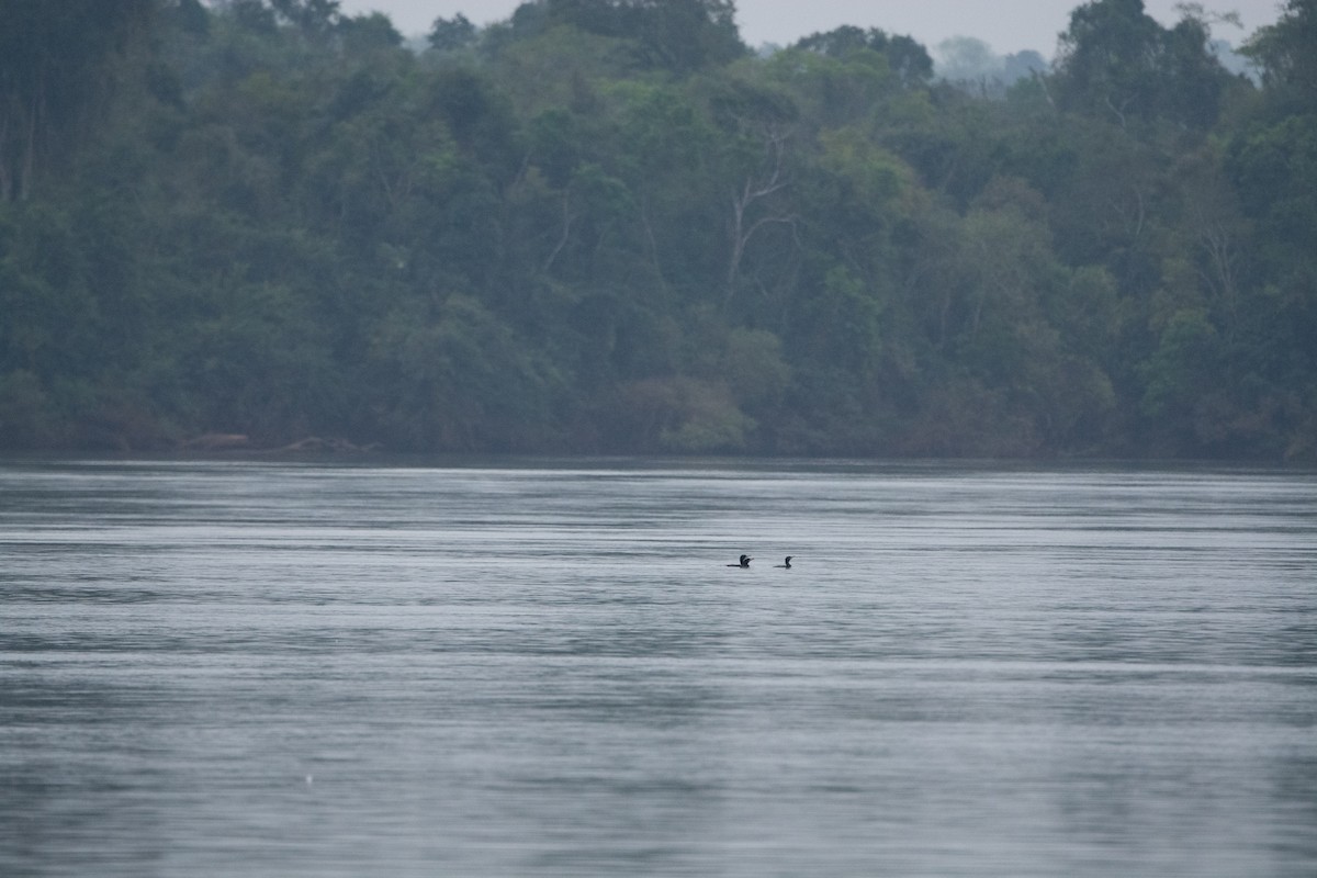 Neotropic Cormorant - ML623773609