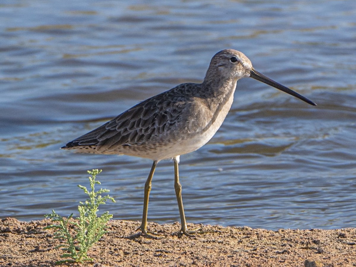 Long-billed Dowitcher - ML623773657