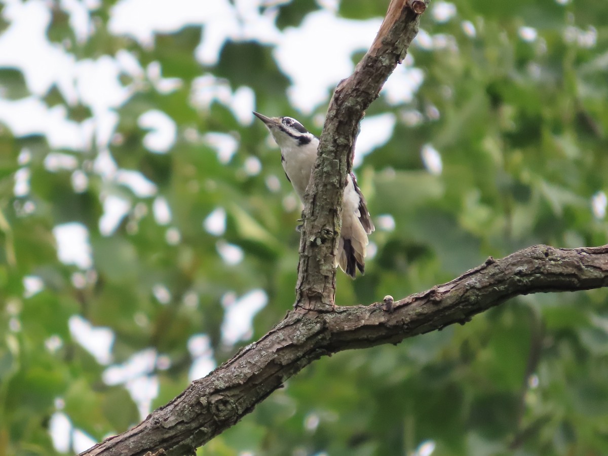 Hairy Woodpecker - ML623773658