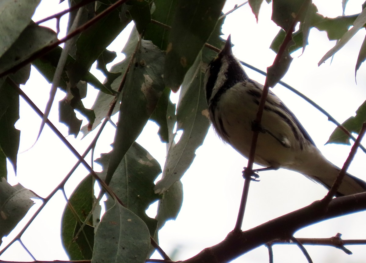 Black-throated Gray Warbler - ML623773690