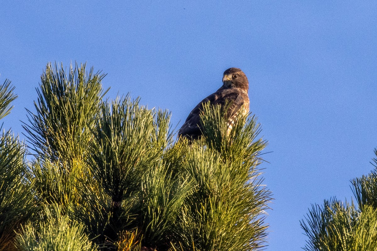 Broad-winged Hawk - ML623773726