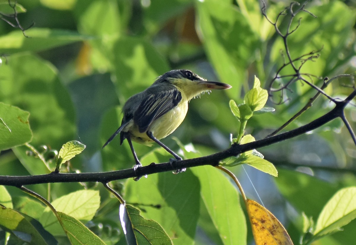 Common Tody-Flycatcher - Mario Trejo