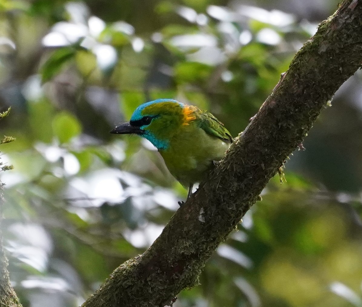 Golden-naped Barbet - Robert Weissler