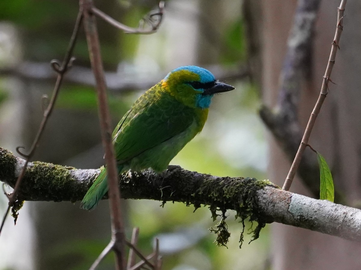 Golden-naped Barbet - Robert Weissler