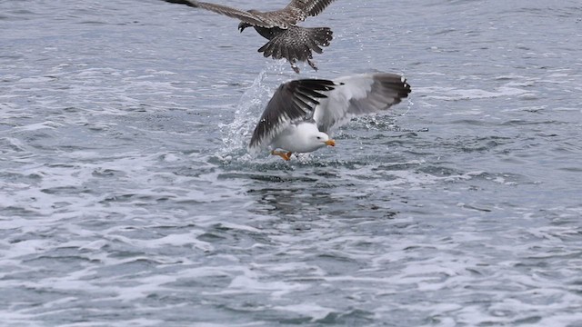 Gaviota Sombría - ML623773743