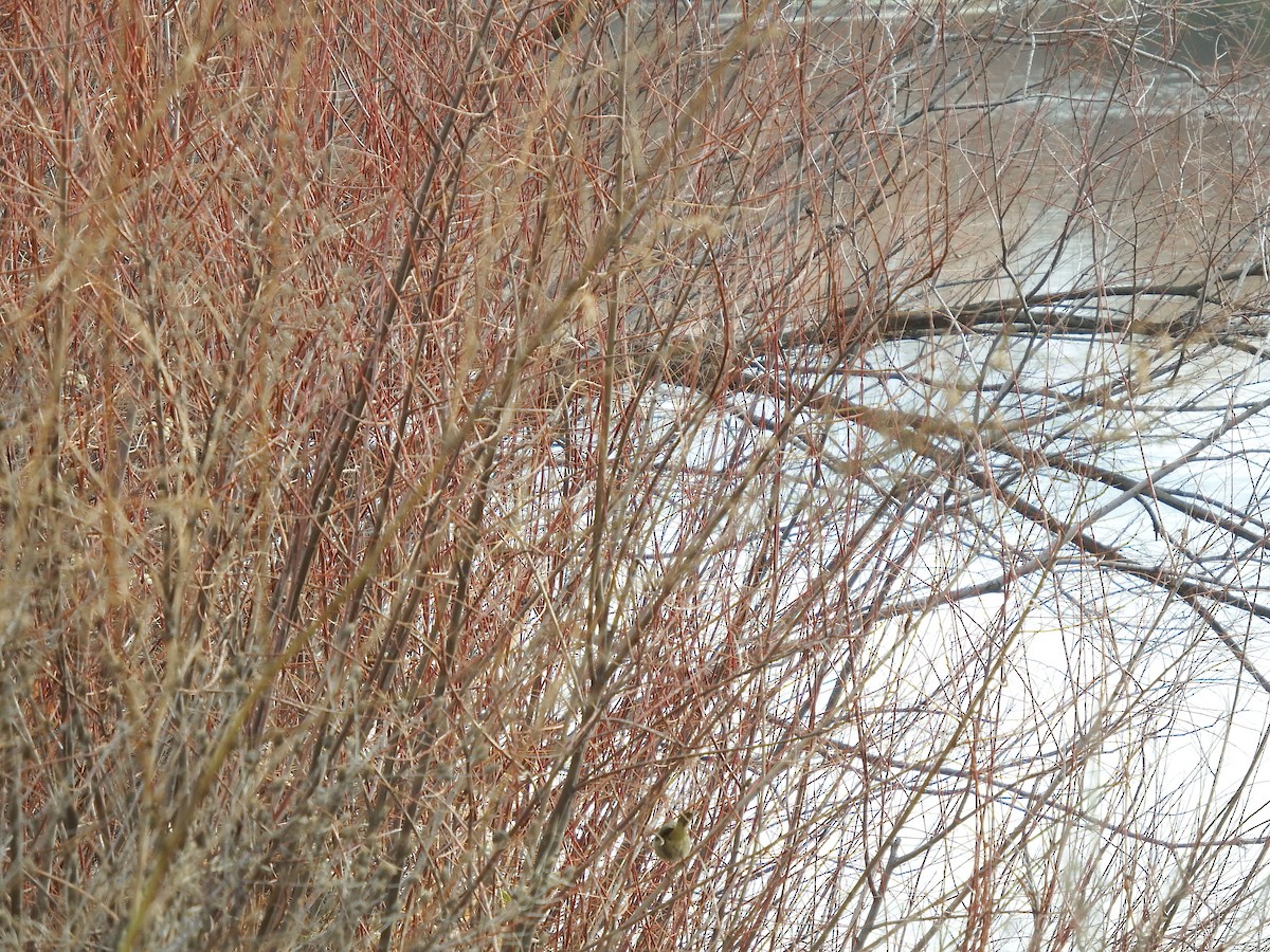 Common Yellowthroat - Nicholas Sly