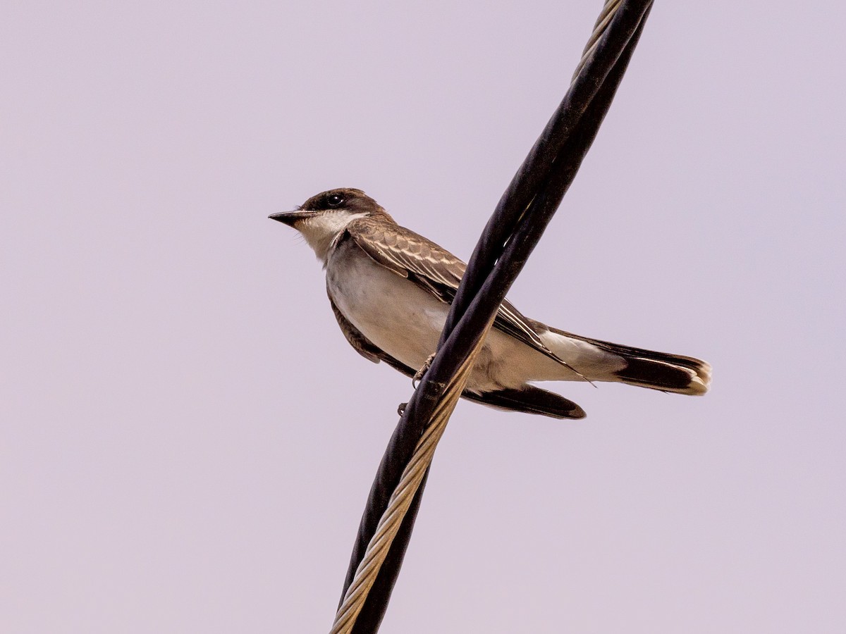 Eastern Kingbird - ML623773786