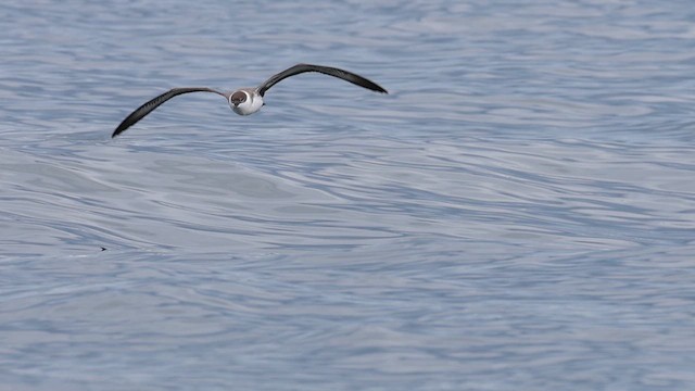 Great Shearwater - ML623773789