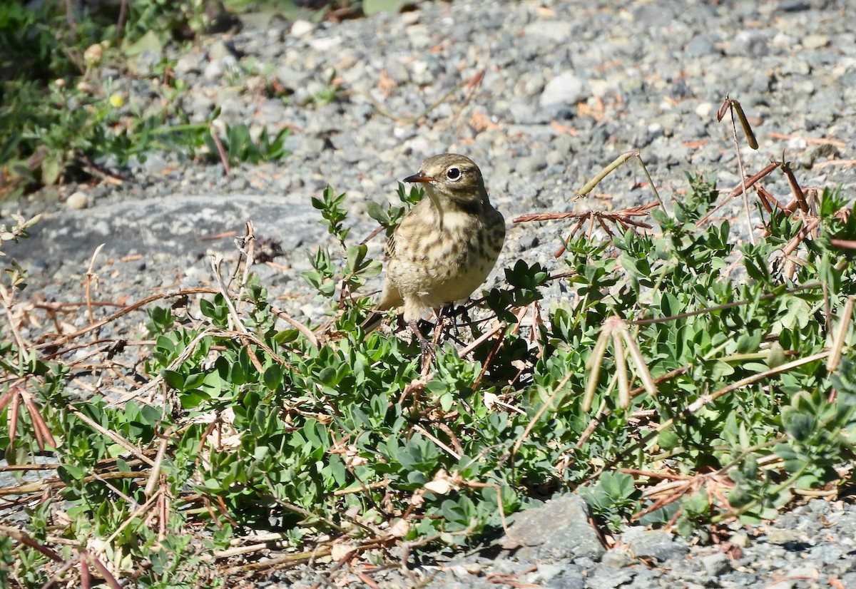 黃腹鷚 - ML623773794