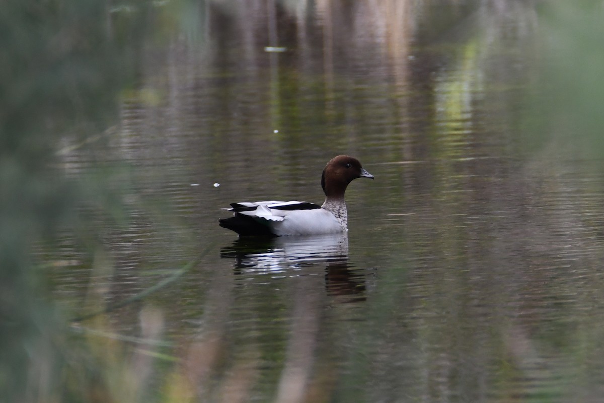 Maned Duck - ML623773811