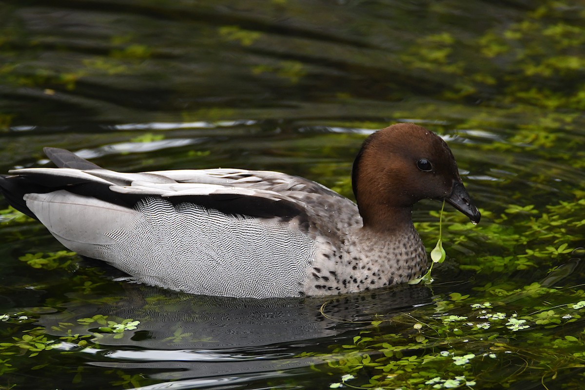 Maned Duck - ML623773813