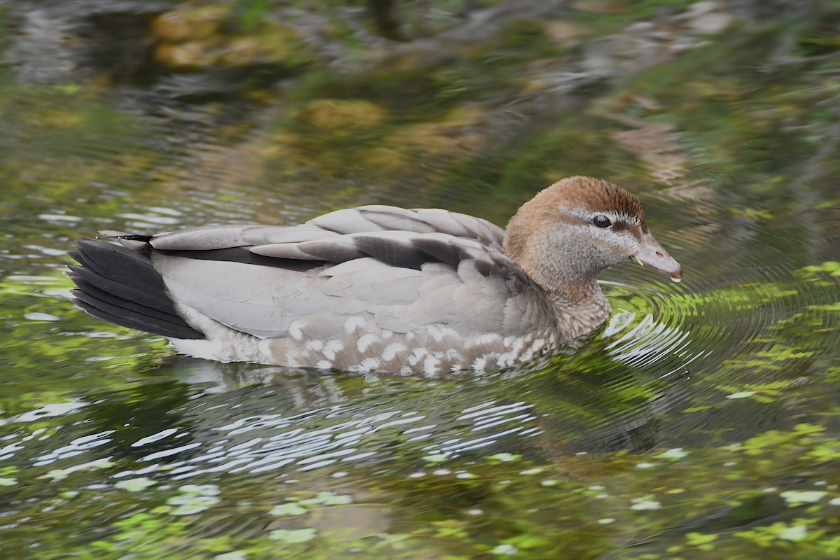 Maned Duck - ML623773814