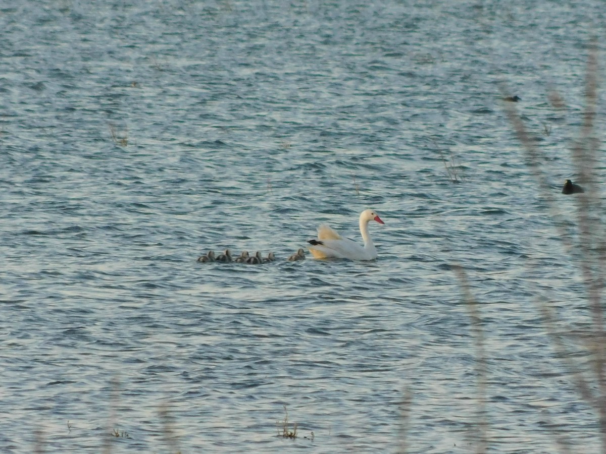 Coscoroba Swan - ML623773824