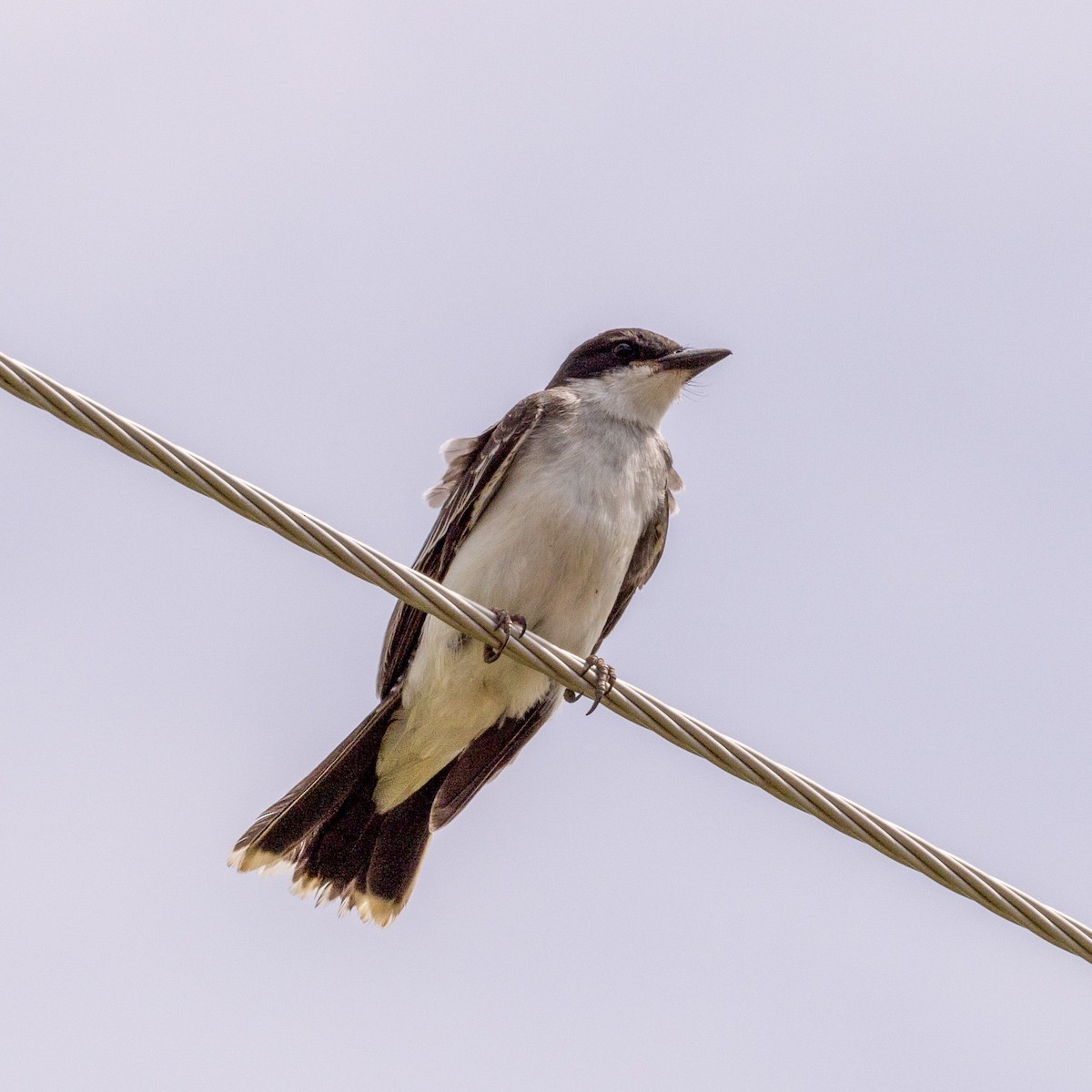 Eastern Kingbird - ML623773834