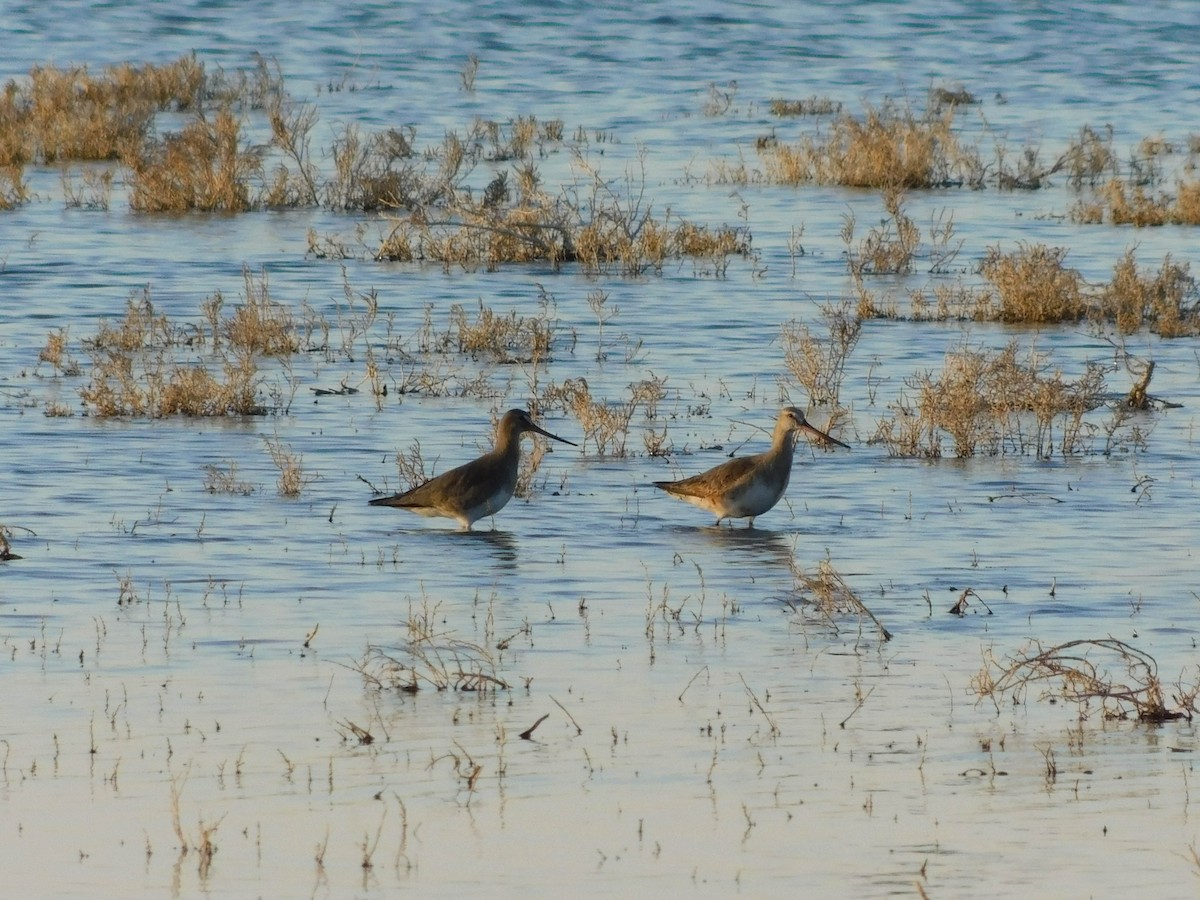 Hudsonian Godwit - ML623773841