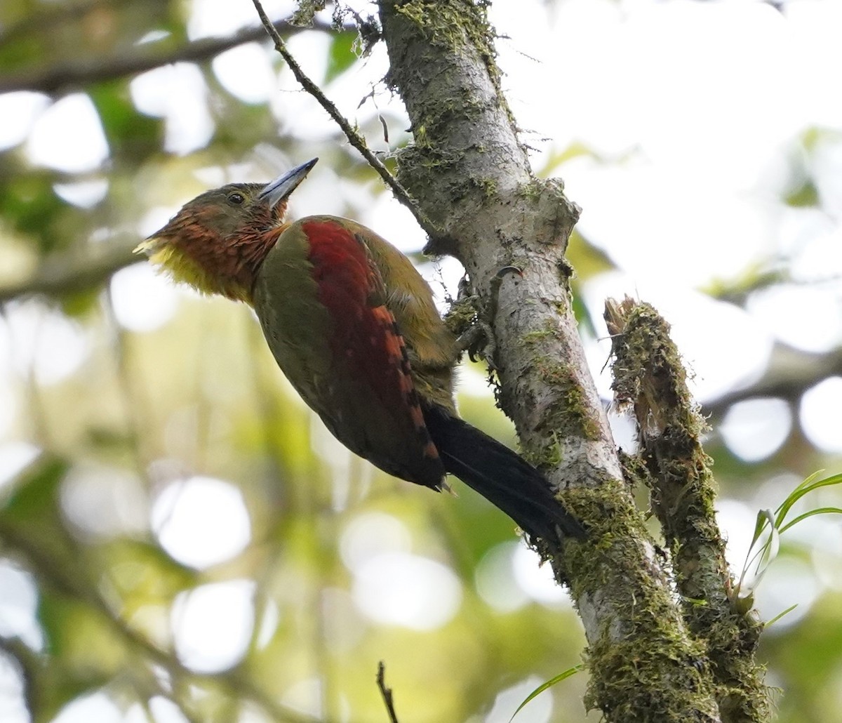 Checker-throated Woodpecker (Checker-throated) - ML623773888