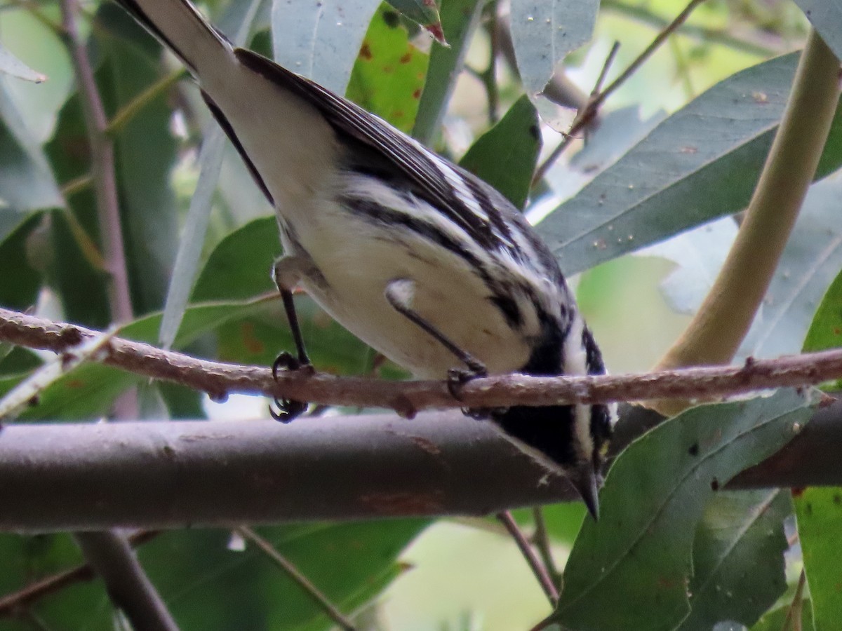 Black-throated Gray Warbler - ML623773913