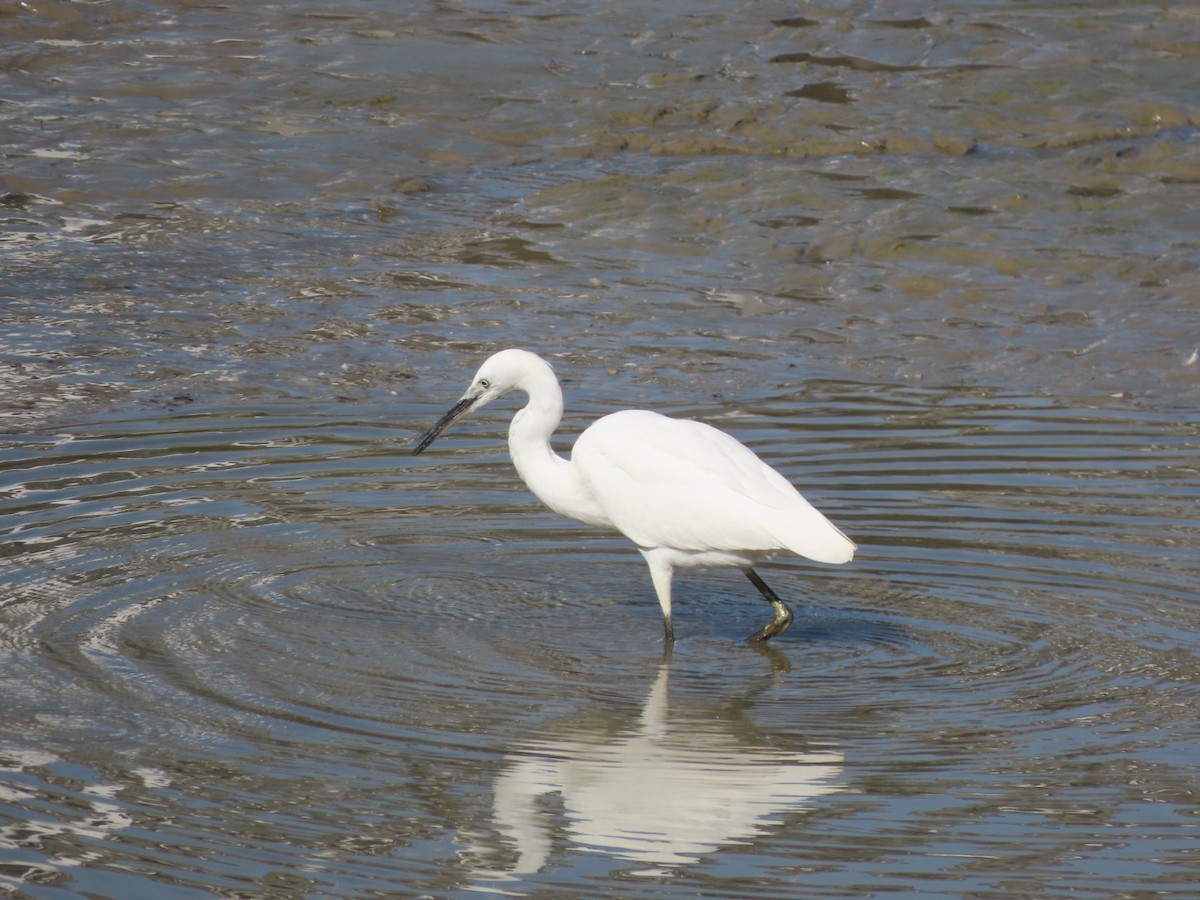 Little Egret - ML623773914