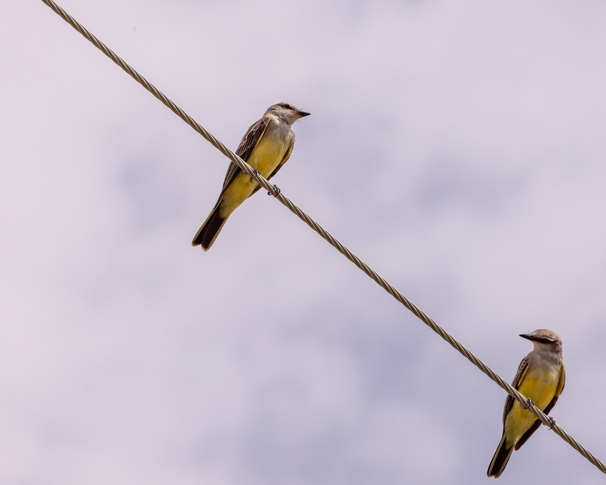 Western Kingbird - ML623773916