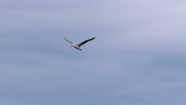 Northern Gannet - ML623773918