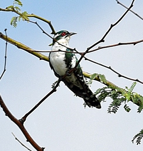 Dideric Cuckoo - ML623773927