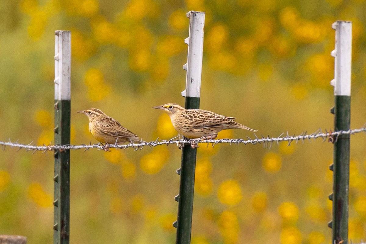 Western Meadowlark - ML623773943