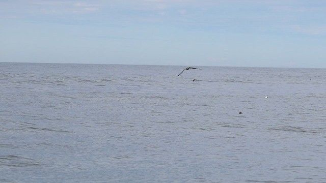 Northern Gannet - ML623773950